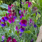 Matucana Sweet Pea Seeds online shopping