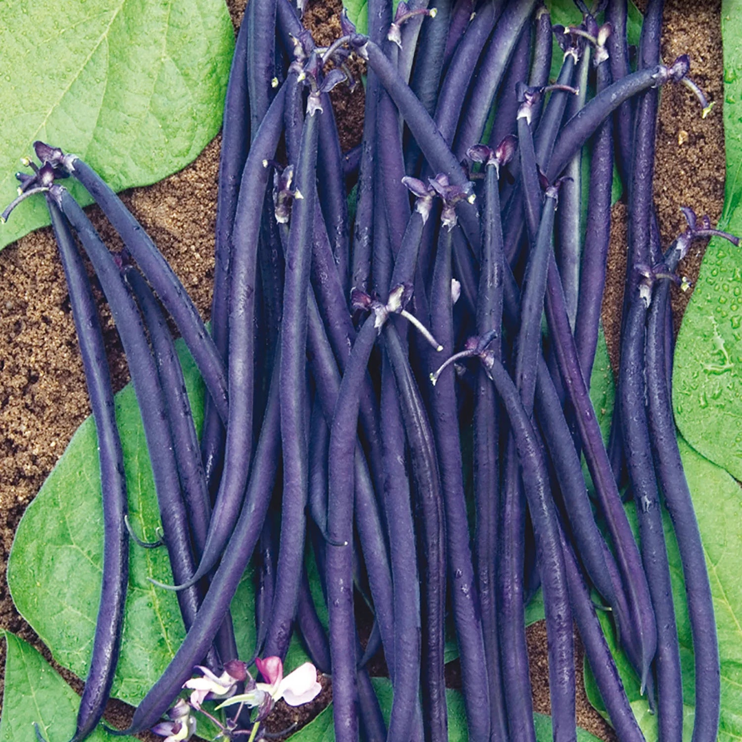 Velour Bush Bean Seeds online shopping