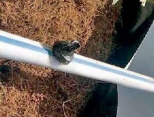 Toro White Blue Stripe® Hose 57 mil, 59 psi