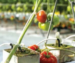 Toro White Blue Stripe® Hose 57 mil, 59 psi