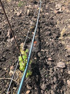 Toro BlueLine® PC Pressure Compensating Dripline 0.42 gph, 60 cm Spaced Emitters