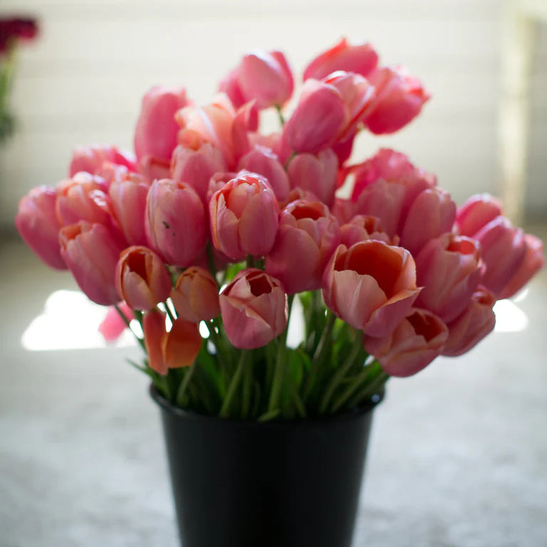 Menton Tulip Bulbs