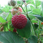 Raspyberry Strawberry Plant