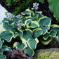 Mini Skirt Hosta Plant