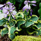 Mini Skirt Hosta Plant
