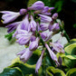 Mini Skirt Hosta Plant