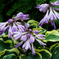 Mini Skirt Hosta Plant