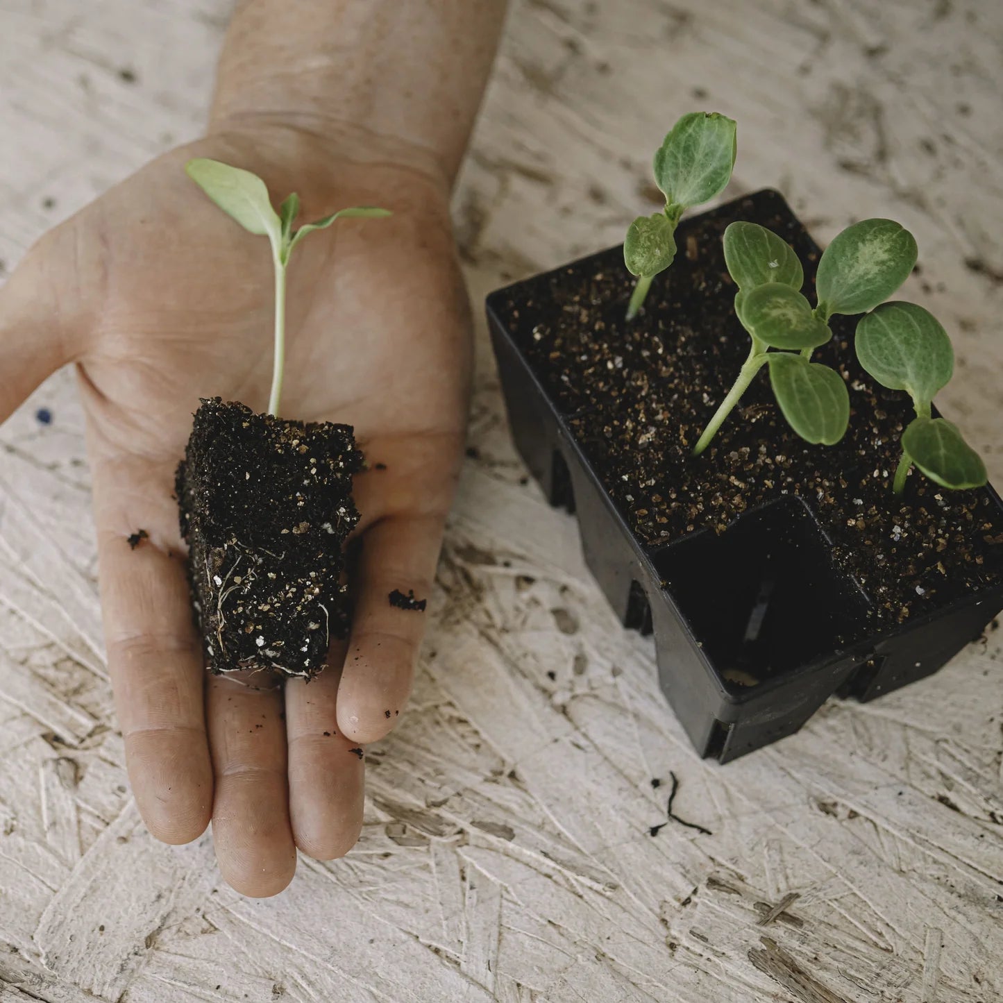 Epic Gardening Reusable Seed Trays