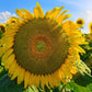 Mongolian Giant Sunflower Seeds online shopping