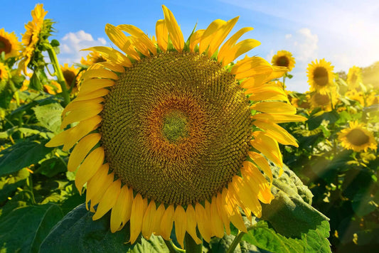 Mongolian Giant Sunflower Seeds online shopping