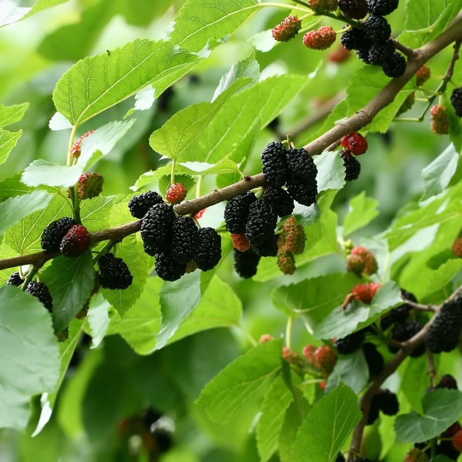 Mulberry Tree - Mûrier