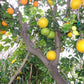 Citrus Trees - Arbres d'Agrumes