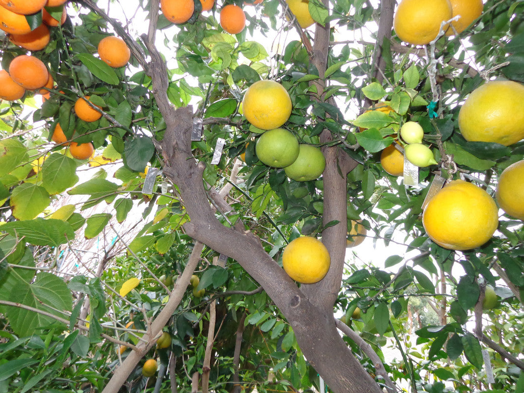 Citrus Trees - Arbres d'Agrumes