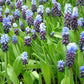 Grape Ice Muscari Bulbs