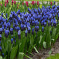 Latiflolium Muscari Bulbs