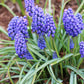 Armeniacum Muscari Bulbs