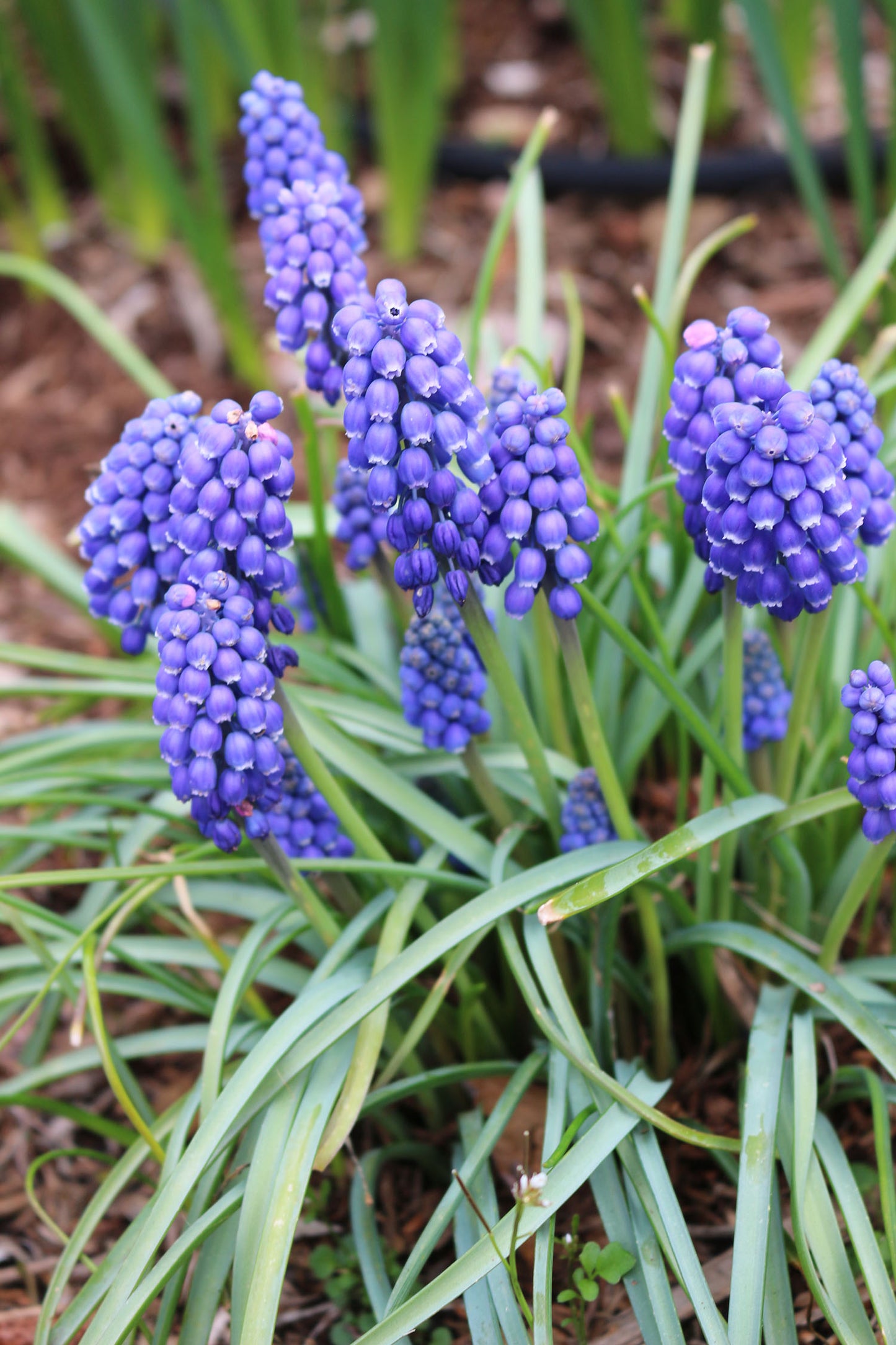 Armeniacum Muscari Bulbs