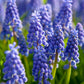 Armeniacum Muscari Bulbs