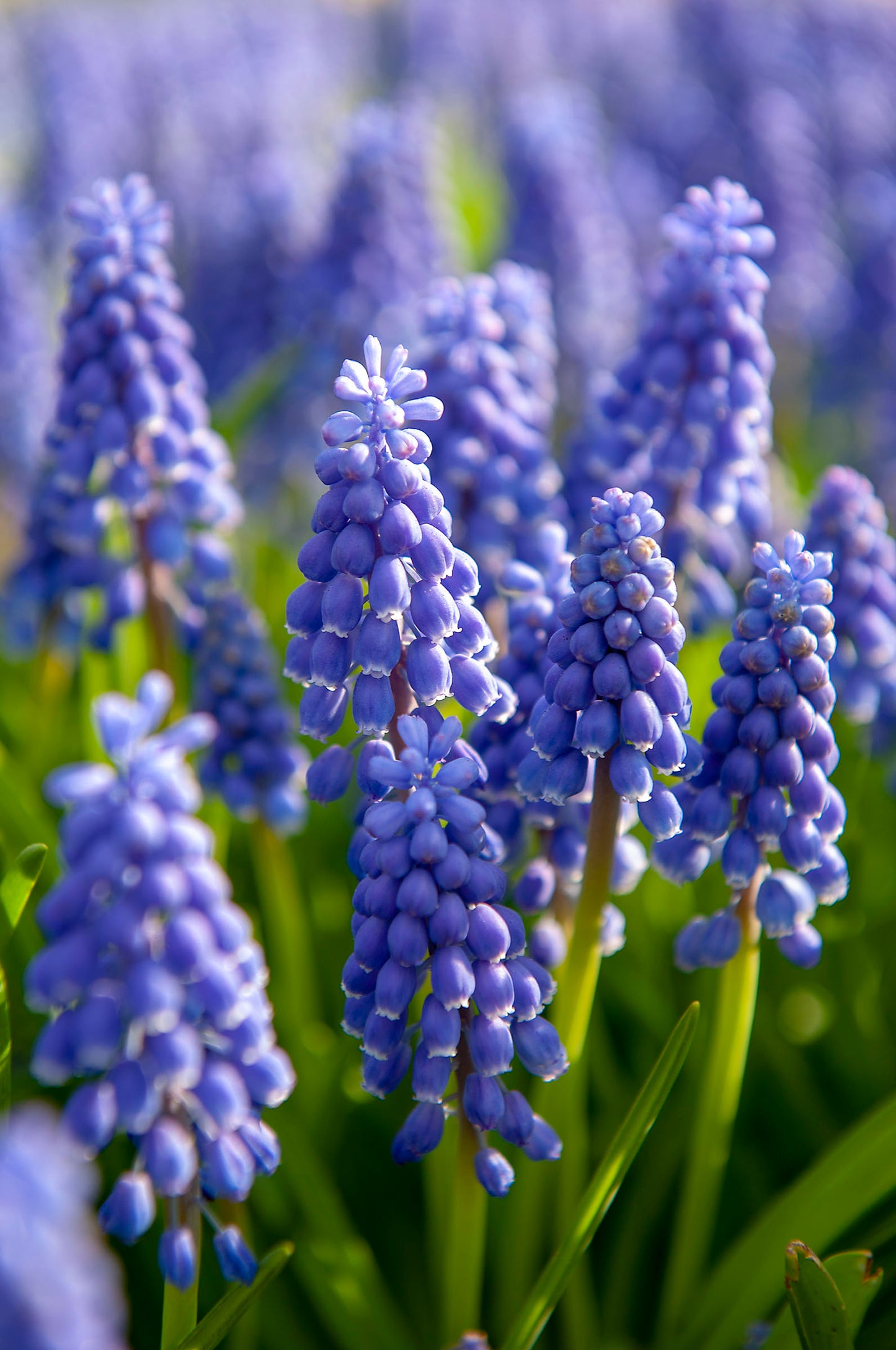 Armeniacum Muscari Bulbs