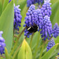 Armeniacum Muscari Bulbs