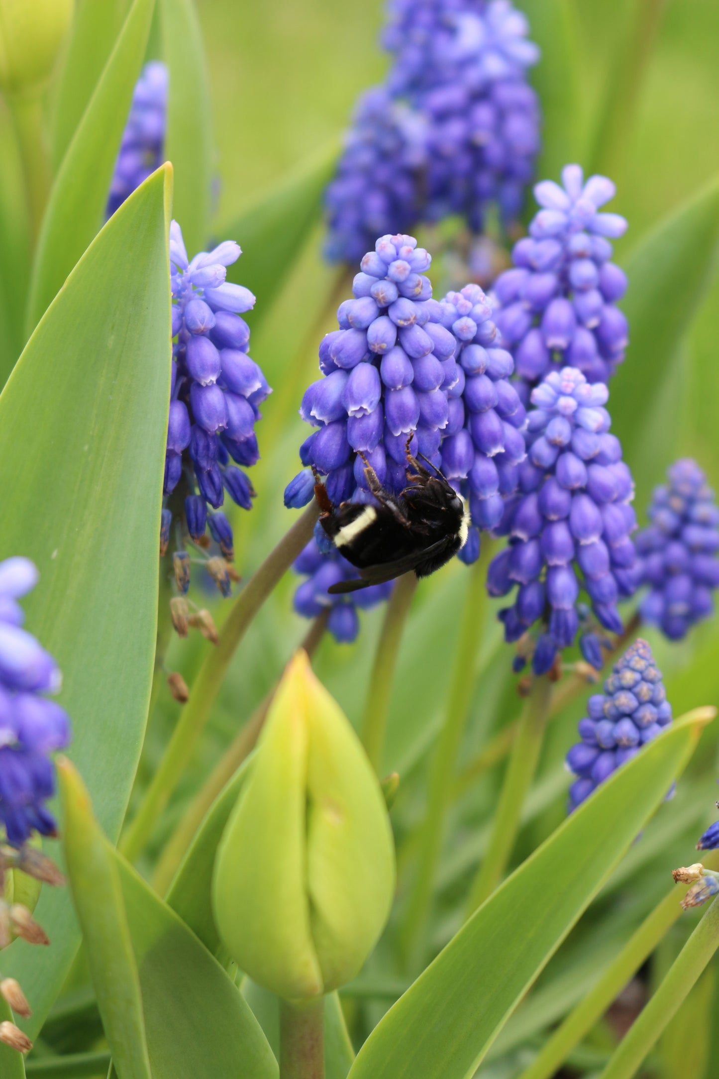 Armeniacum Muscari Bulbs