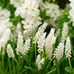 White Magic Muscari Bulbs