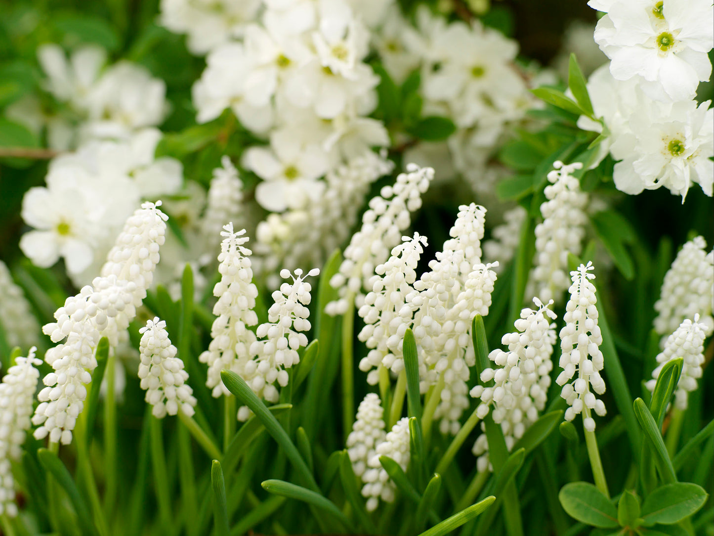 White Magic Muscari Bulbs