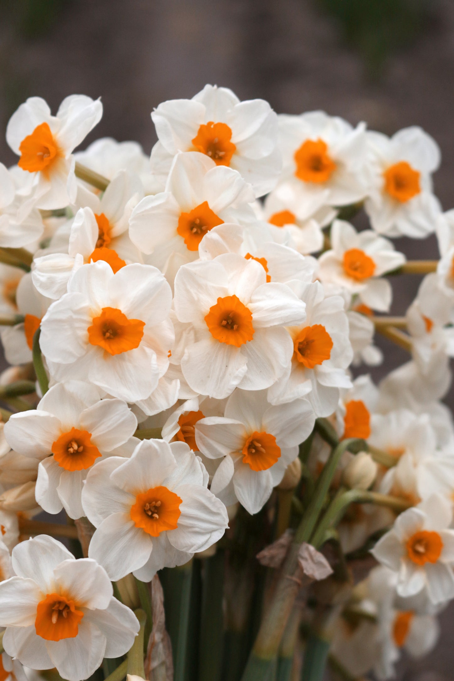 Geranium Narcissus Bulbs