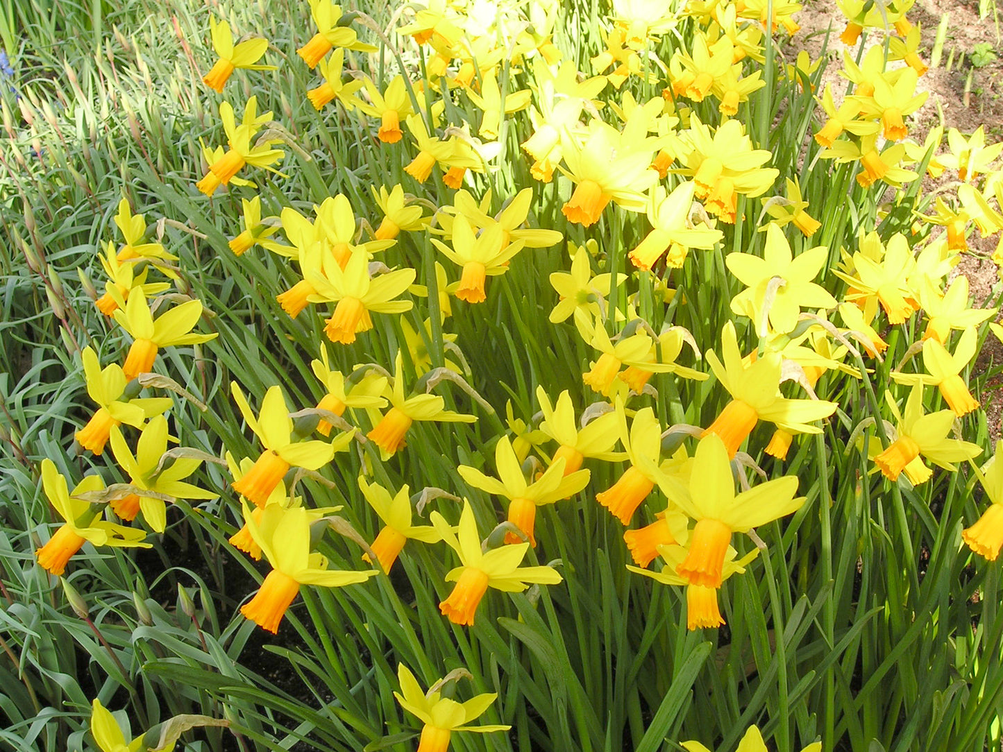 Jetfire Narcissus Bulbs