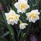 White Lion Narcissus Bulbs