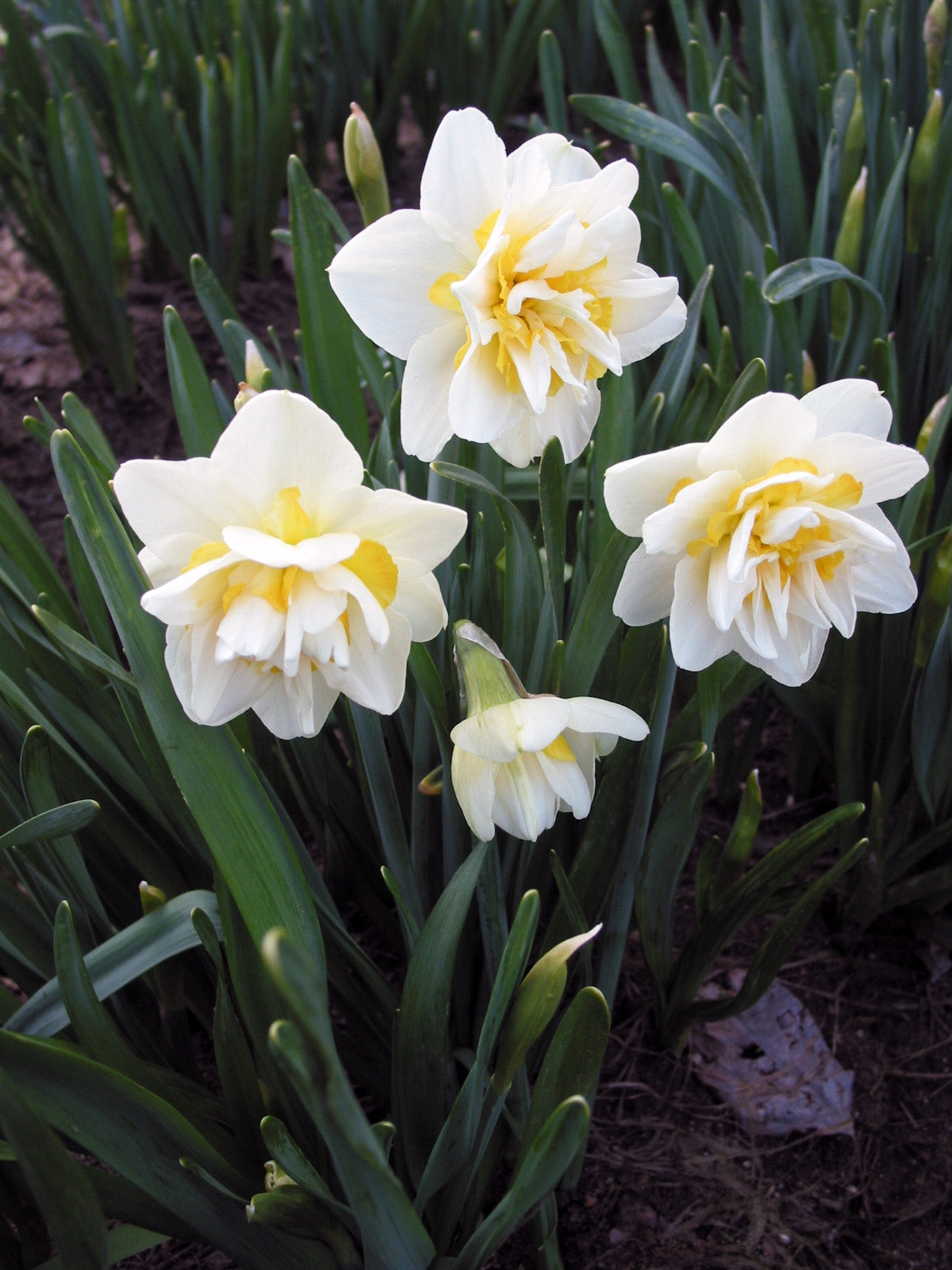 White Lion Narcissus Bulbs