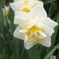 White Lion Narcissus Bulbs