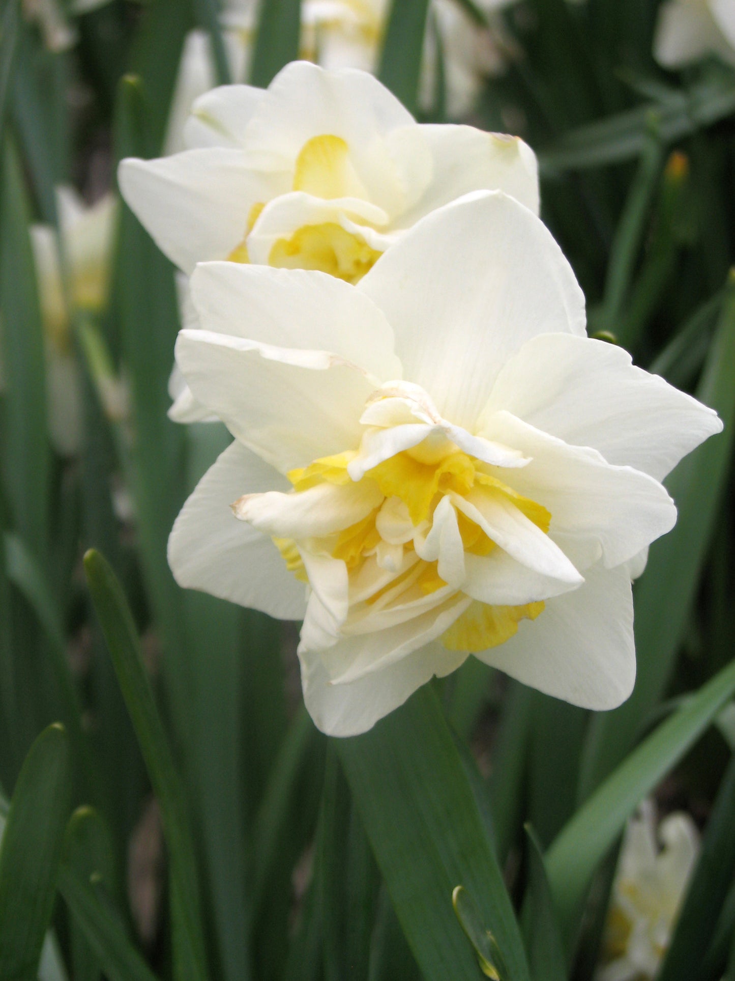 White Lion Narcissus Bulbs