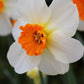 Barret Browning Narcissus Bulbs