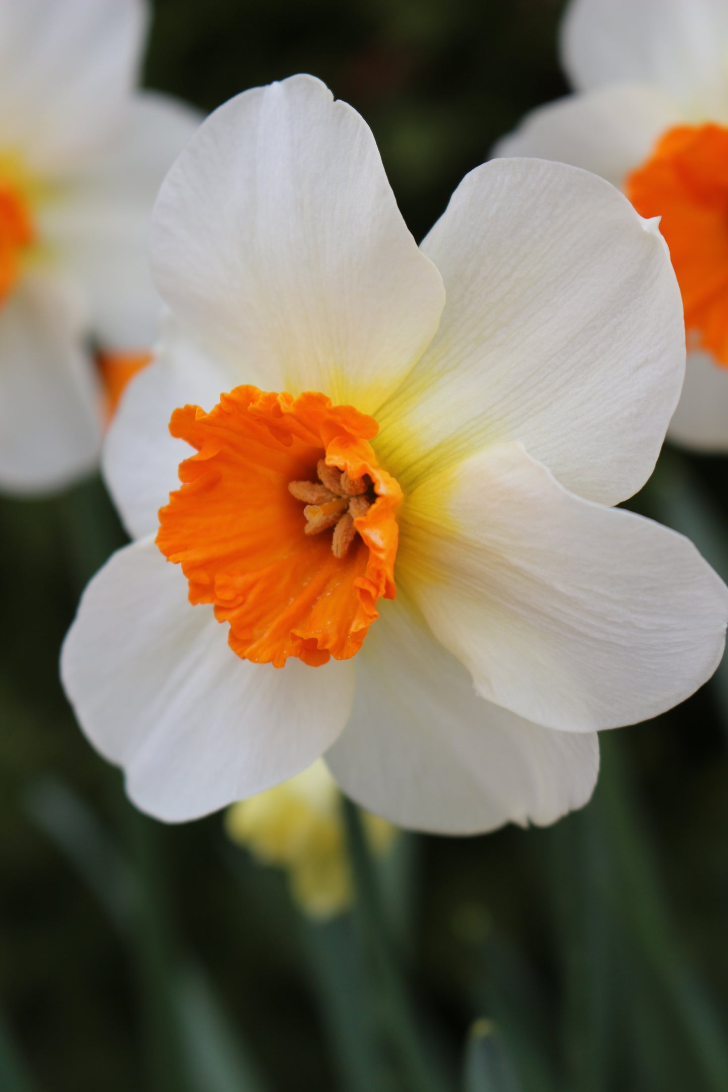 Barret Browning Narcissus Bulbs