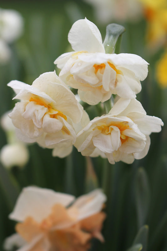 Bridal Crown Narcissus Bulbs