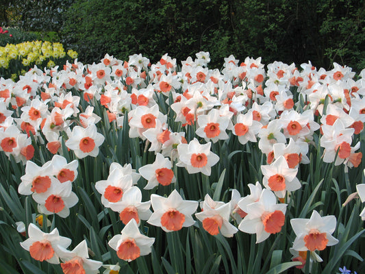 Chromacolor Narcissus Bulbs