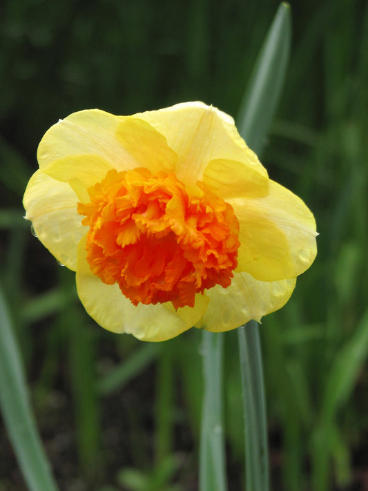 Coral Crown Narcissus Bulbs