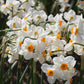 Geranium Narcissus Bulbs