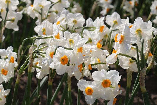 Geranium Narcissus Bulbs