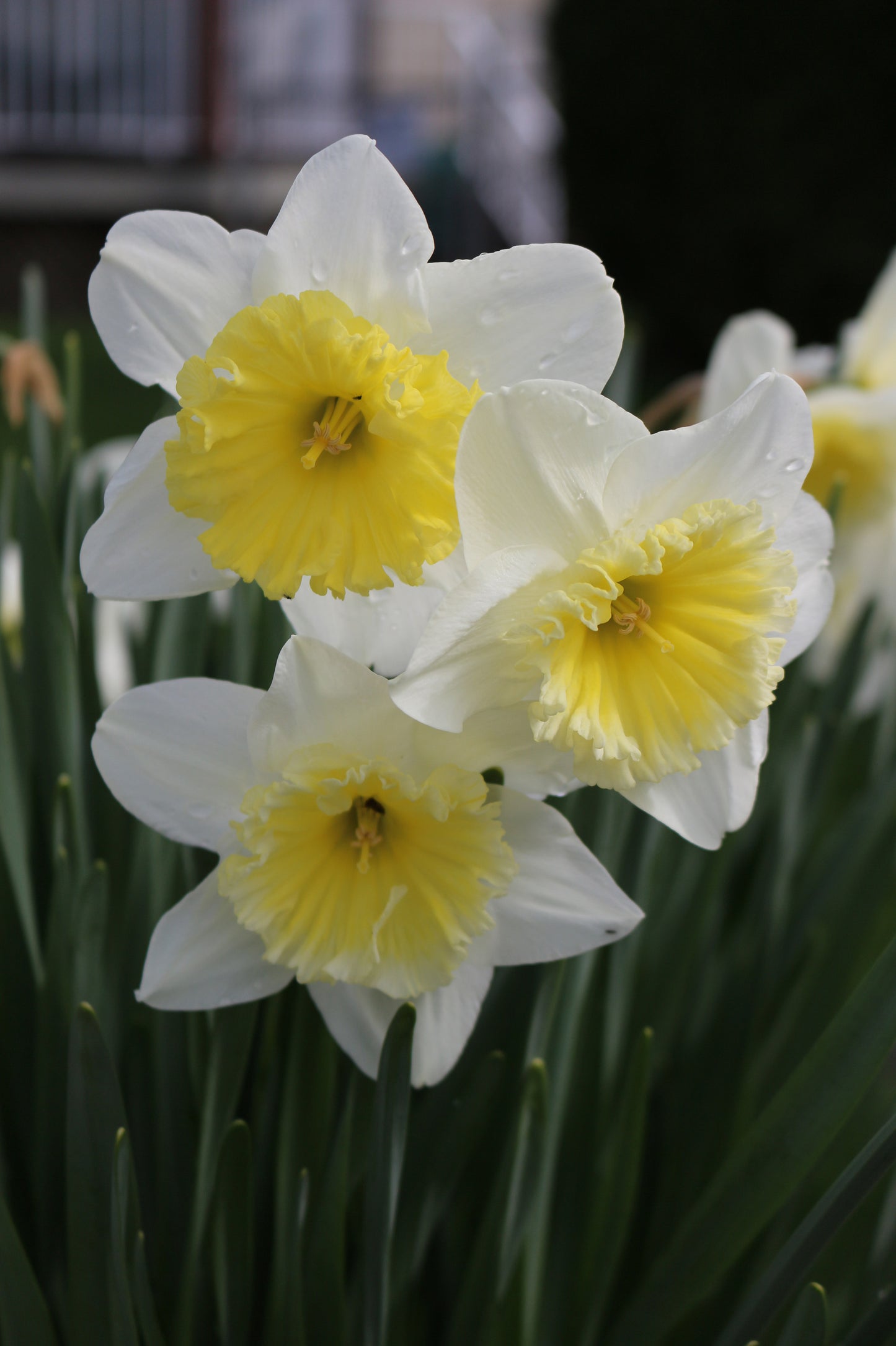 Ice Follies Narcissus Bulbs