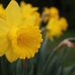 King Alfred Narcissus Bulbs