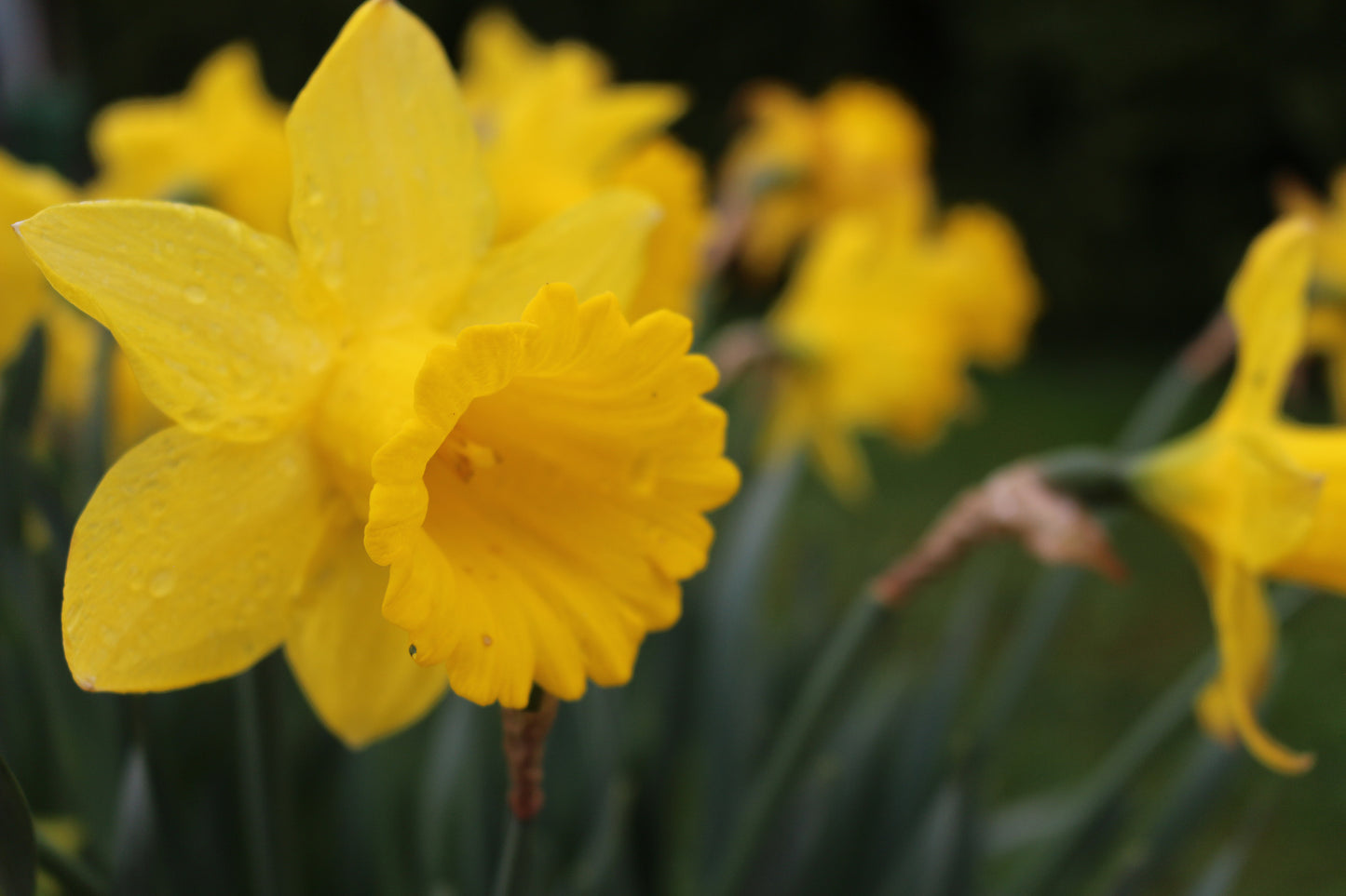 King Alfred Narcissus Bulbs