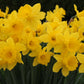 King Alfred Narcissus Bulbs