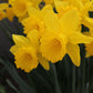 King Alfred Narcissus Bulbs