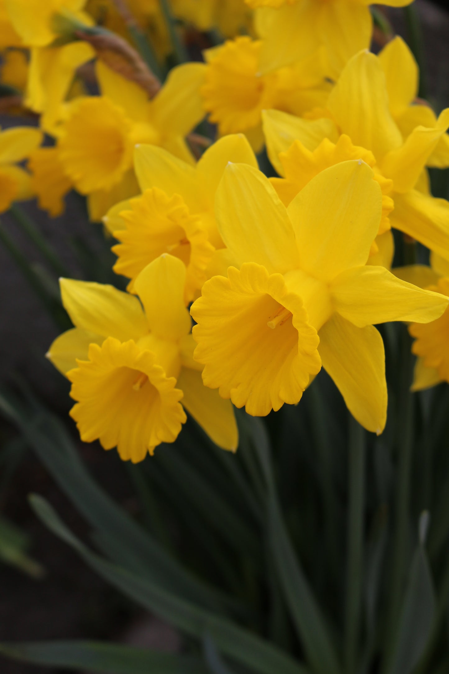 King Alfred Narcissus Bulbs