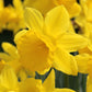King Alfred Narcissus Bulbs