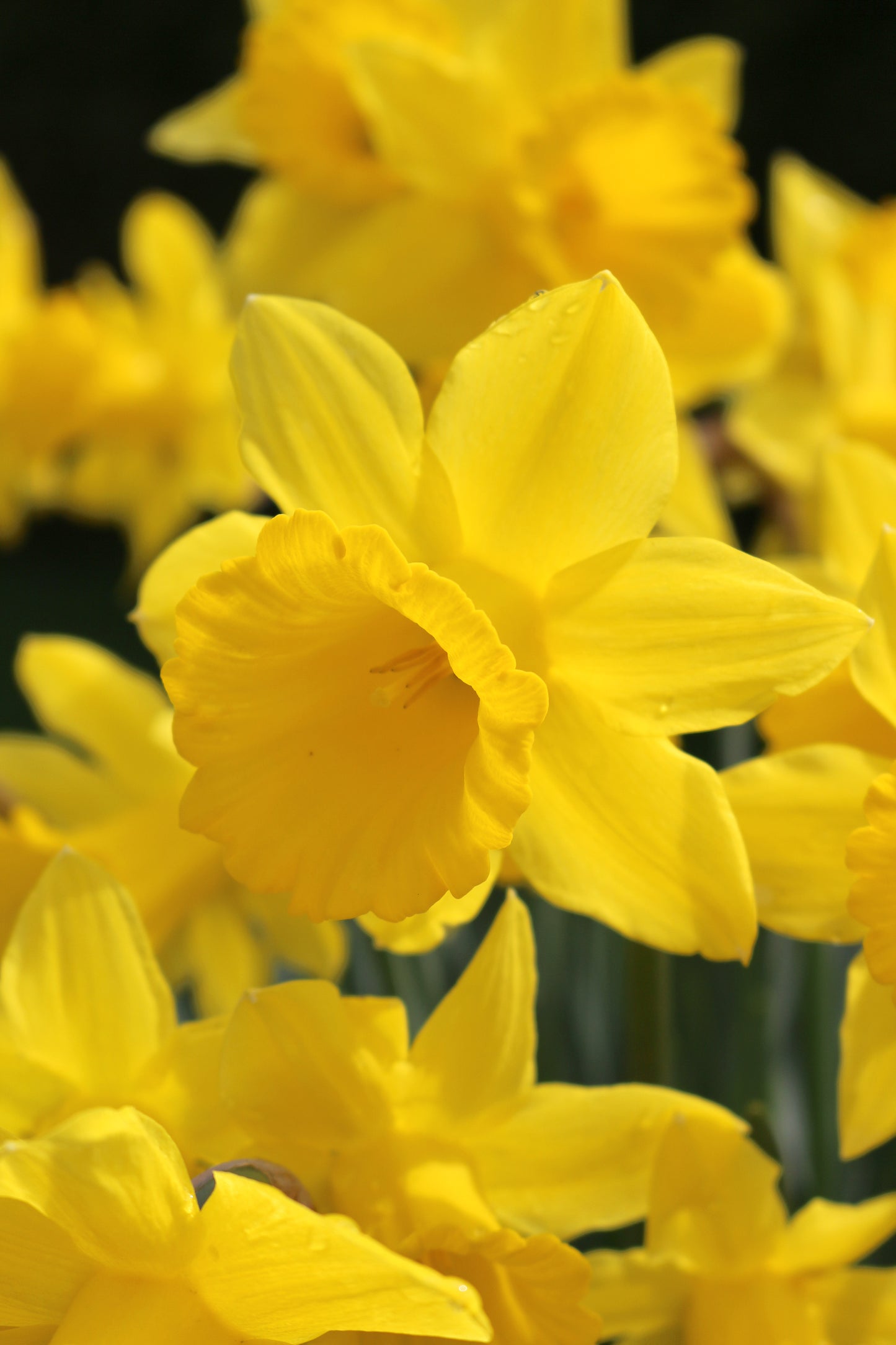 King Alfred Narcissus Bulbs