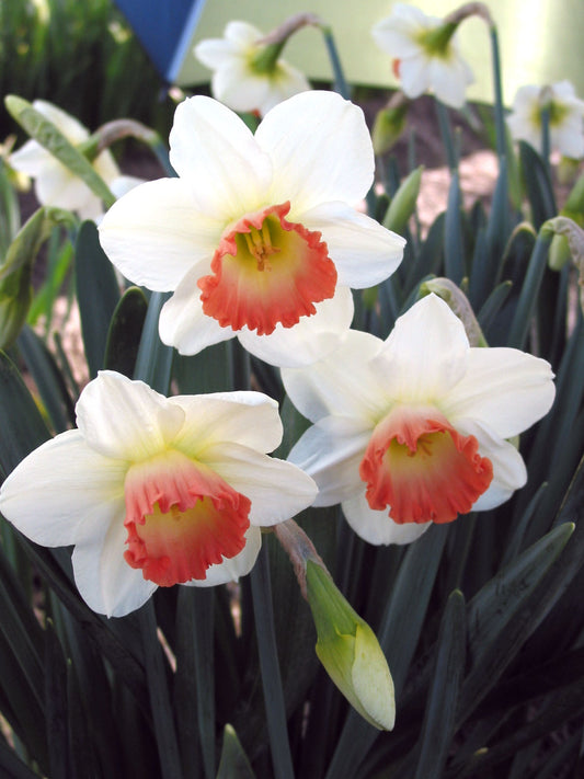 Pink Charm Narcissus Bulbs