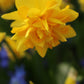 Tête à Tête Boucle Narcissus Bulbs
